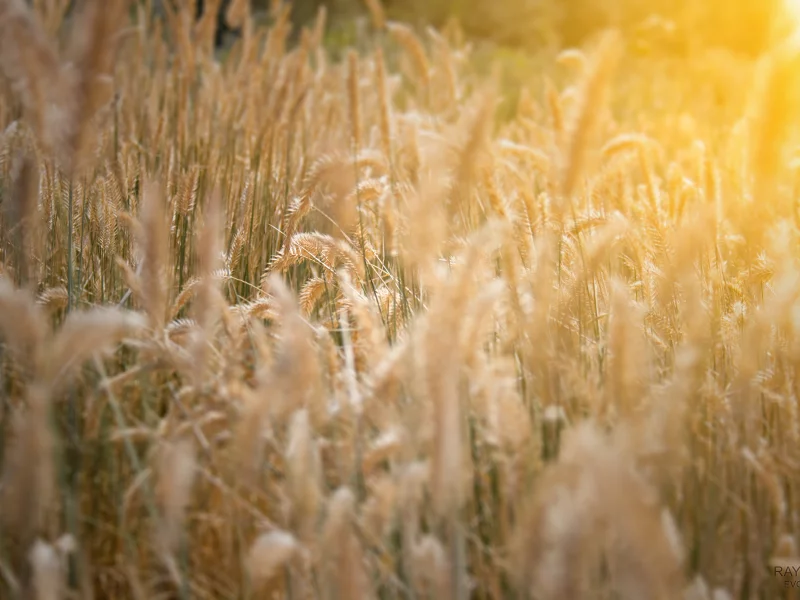 солнце, sun, лето, колосья, hot summer