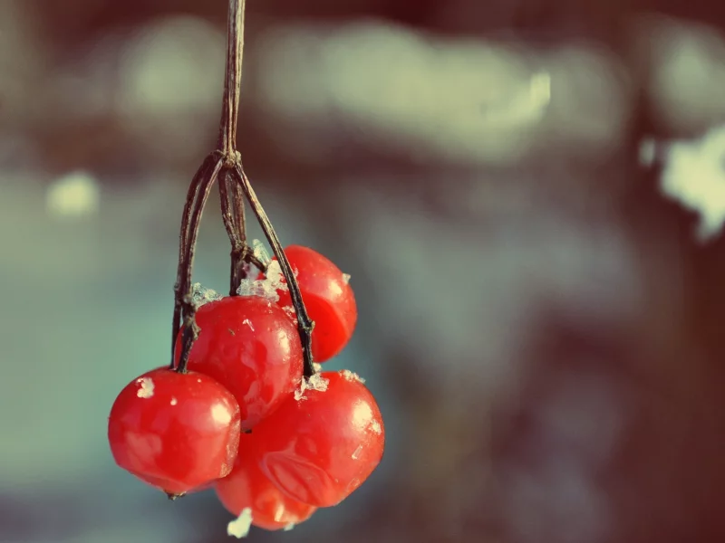 viburnum, снег, ягода, ягоды, калина, куст, ветка, иней