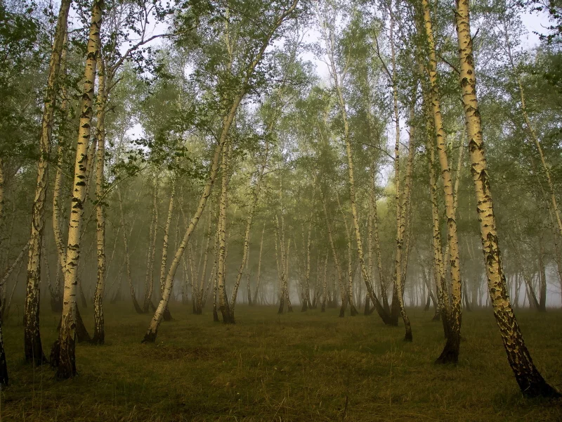 берёзы, роща, туман