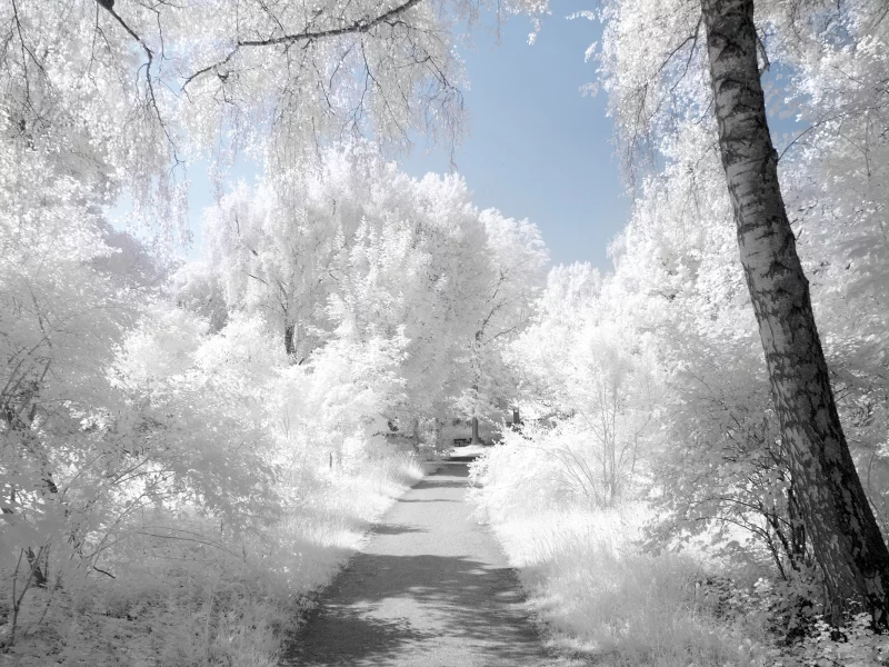 деревья, дорога, myinqi (devart), белый