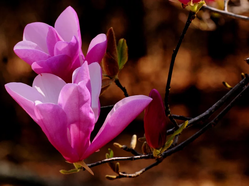 nature, веточка, природа, цветы