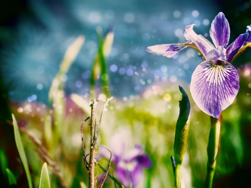 цветы, листки, природа, цветок, ирис, трава, nature, макро
