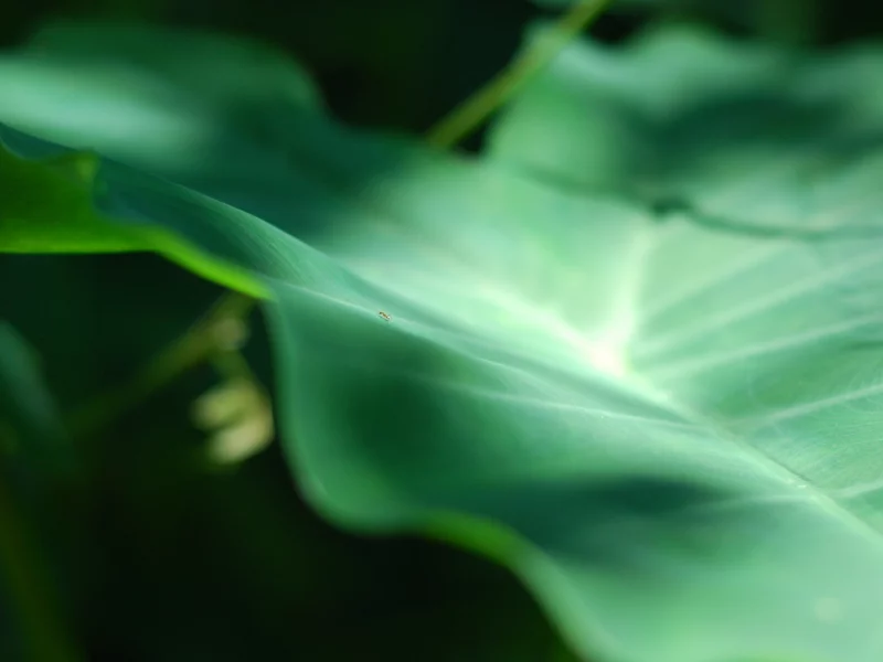 солнце, insect, муравей, leaf, насекомое, ant, листок, свет, macro, 3872x2592, sun, макро, light