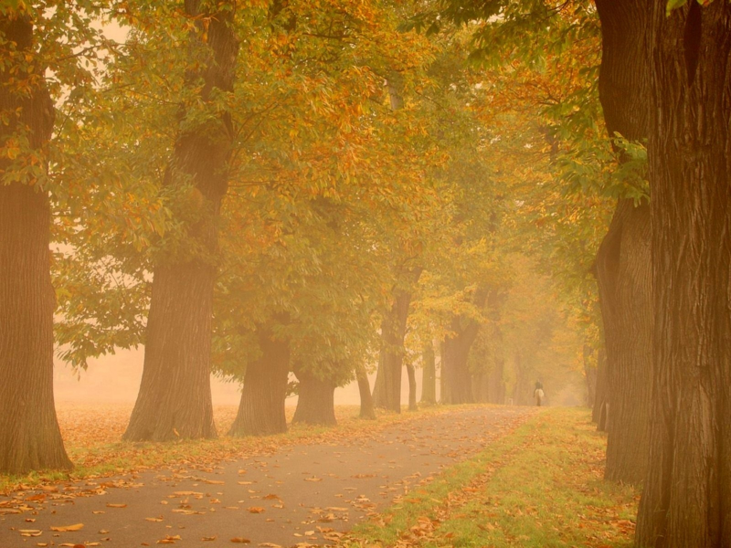 прогулка, осень, парк, дымка, деревья, осенние обои, настроение, туман
