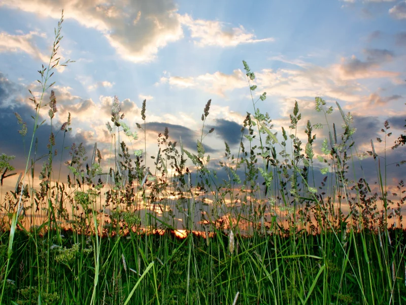 sky, nature, небо, зелень, green