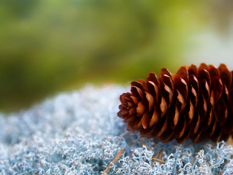 macro, шишка, макро, 2560x1600, фокус, nature, cone, природа, focus