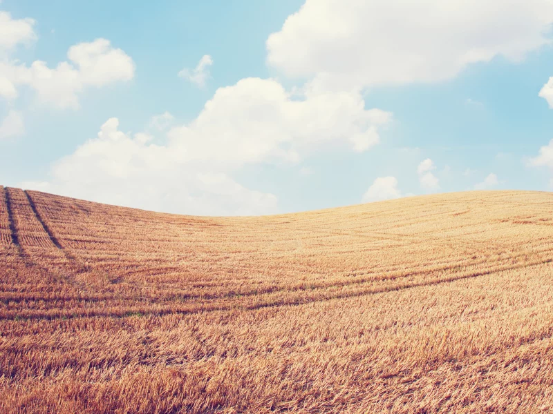 пейзаж, колосья, небо, spikes, природа, sky, nature, поле, облака, clouds, landscape, wheat, field, 2560x1600, пшеница