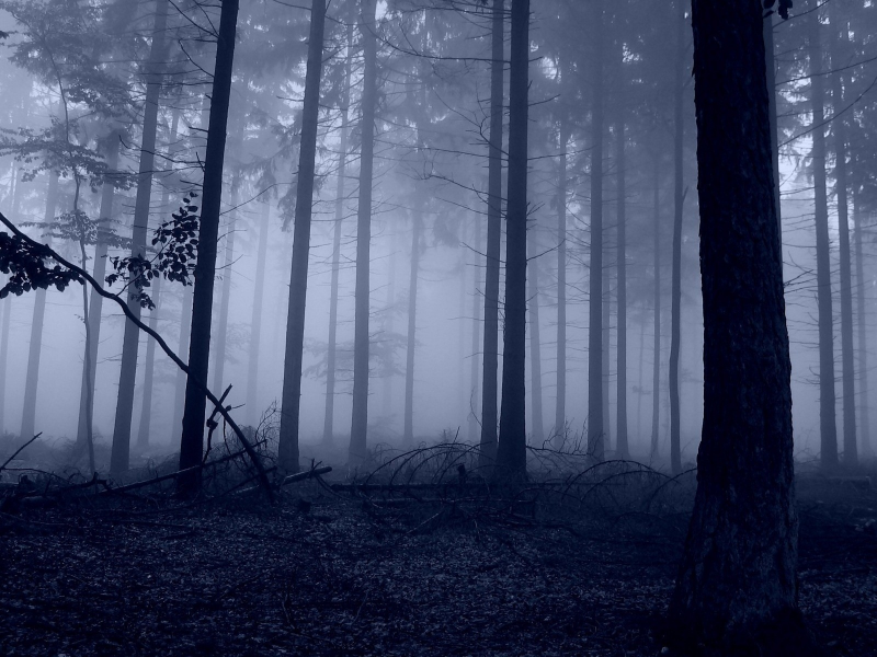 туман, природа, лес
