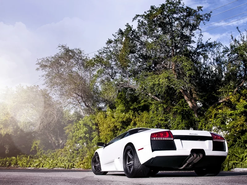 марселаго, murcielago, деревья, небо, lamborghini, солнце, суперкар, ламборгини, вид сзади, одлака, белый,