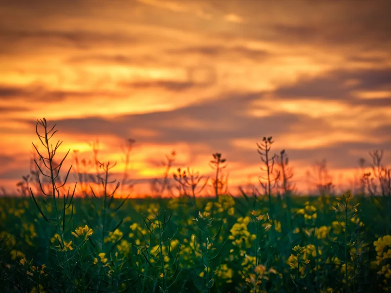 природа, nature, ростки, пейзаж, растения, вечер, свет, закат, фокус, облака