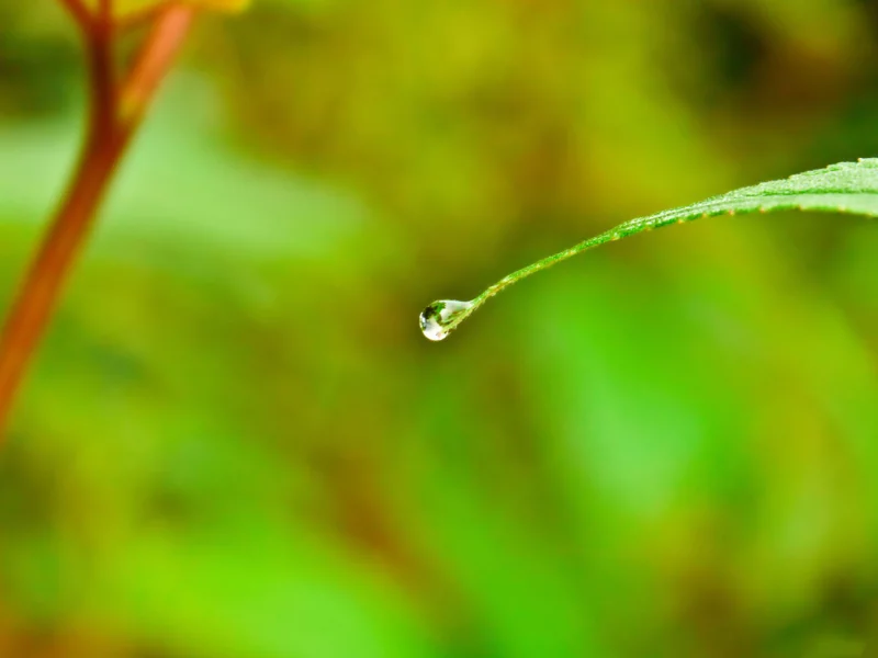 water, лист, drop, капля, воды