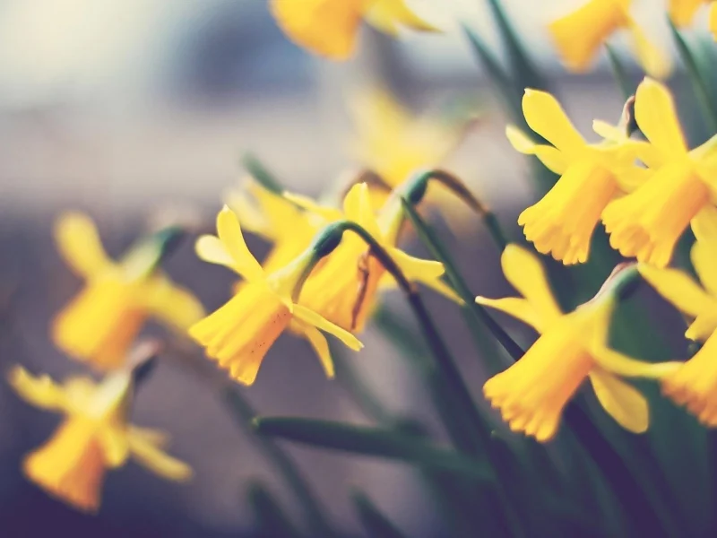нарциссы, растение, цветок, flower, макро, цветы
