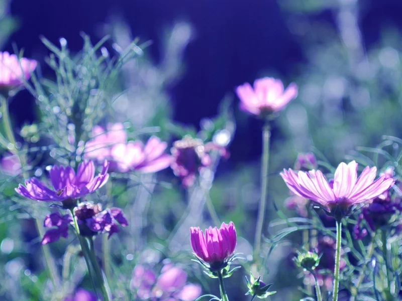 wallpapers, обои, размытость, боке, лето, фон, лепестки, природа, цветы, цветение
