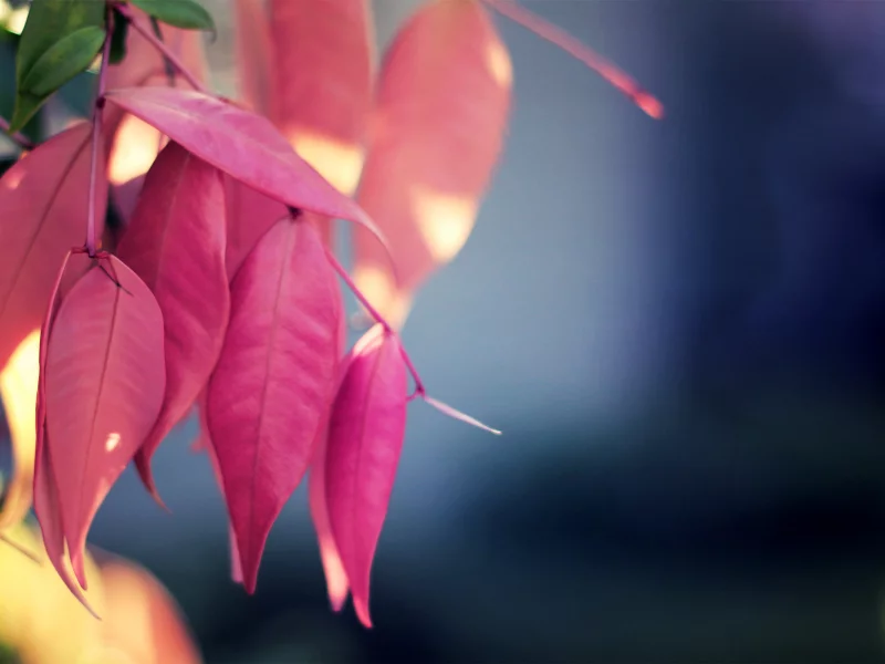 растение, макро, leaf, leaves, розовый, природа, macro, nature, цвет, pink, листья