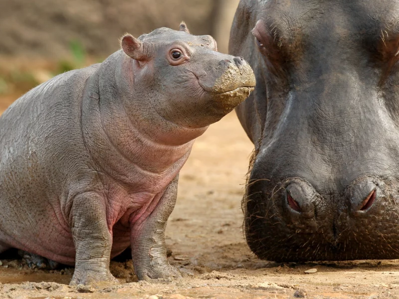 детеныш, гиппопотам, мать, бегемот, малыш, hippopotamus