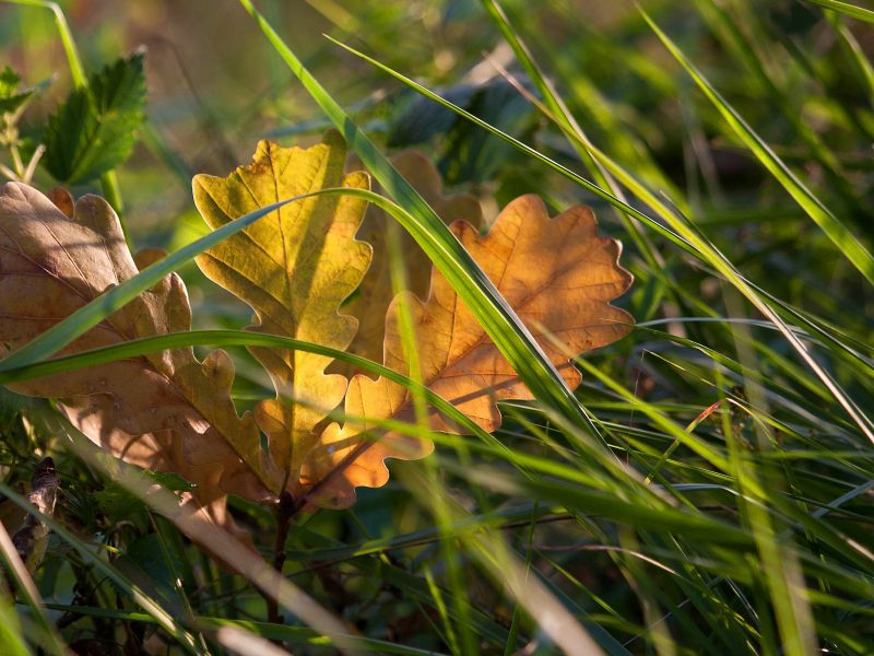 желтый, природа, трава, осень, лист, опавший