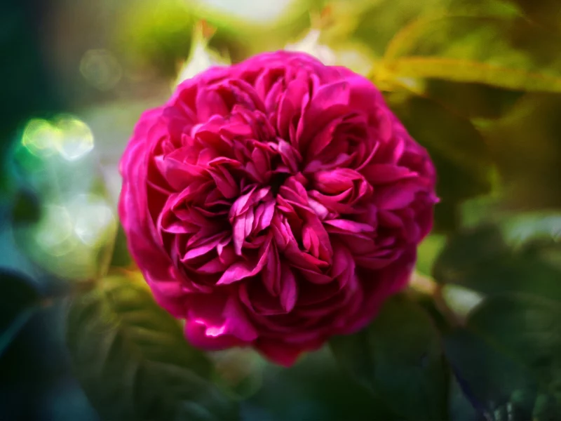 пышная, rose, роза