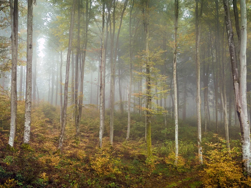 лес, осень, берёзы, природа