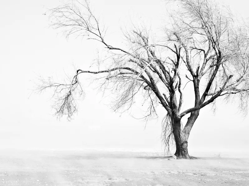 дерево, деревья, фото, листья, природа