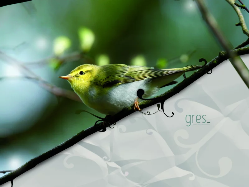 птица, remix, gres