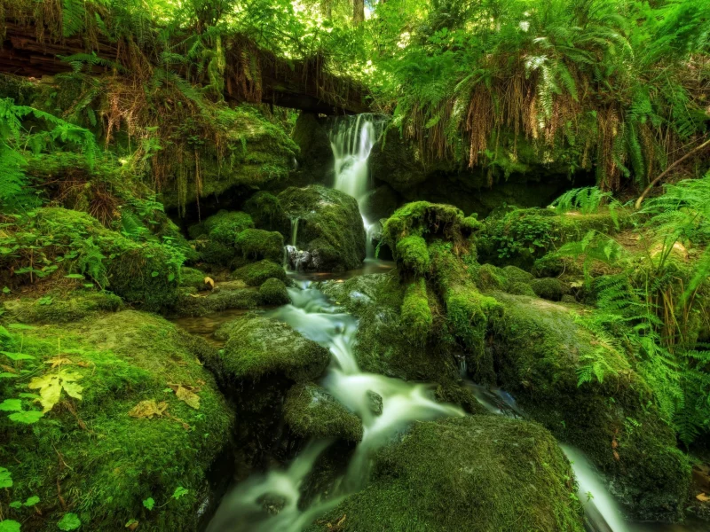лес, водопад, папоротник, мох
