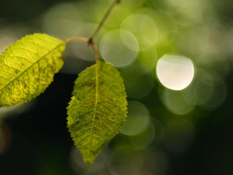 боке, фон, макро, зелень, green, обои, листья, растения