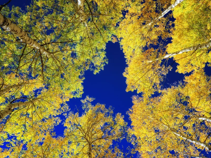 осень, березы, деревья, небо