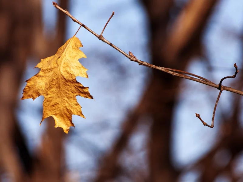 ветвь, осень, листик, природа, autumn leaves