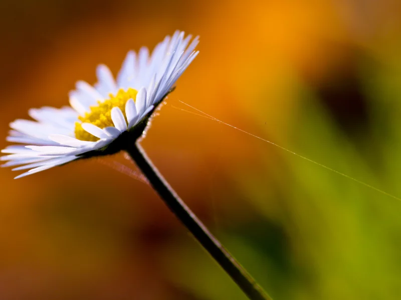 цветы, full hd wallpapers 2560x1440, фото, ромашка, ромашки, паутина, макро