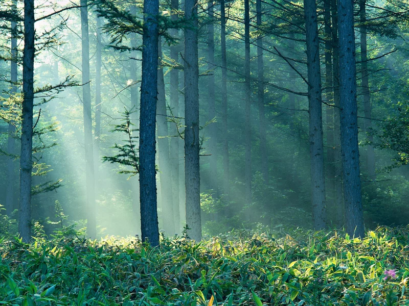 природа, лес, лето, туман, солнце, утро, лучи