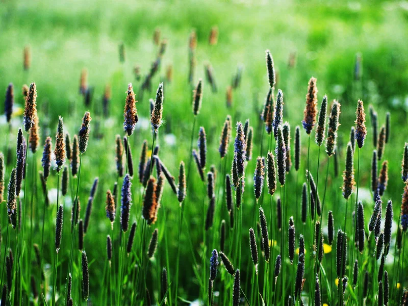 вверх, green, колоски