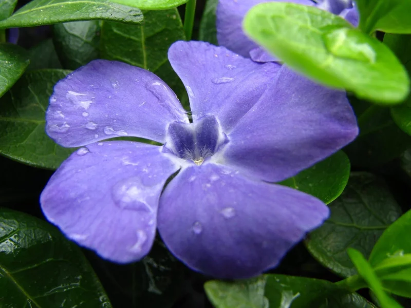 закручено, роса, macro blues, капли