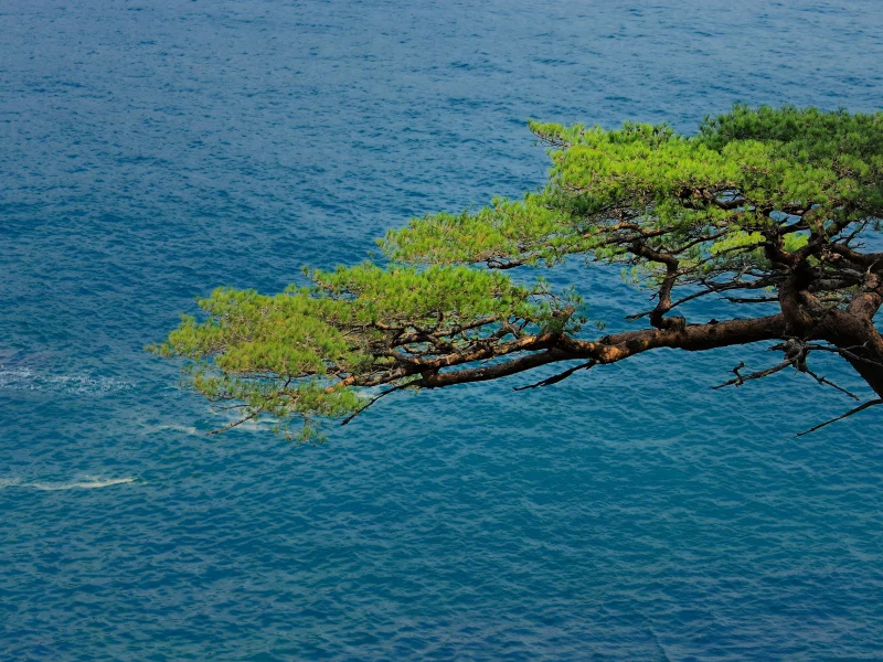 япония, море, сосна