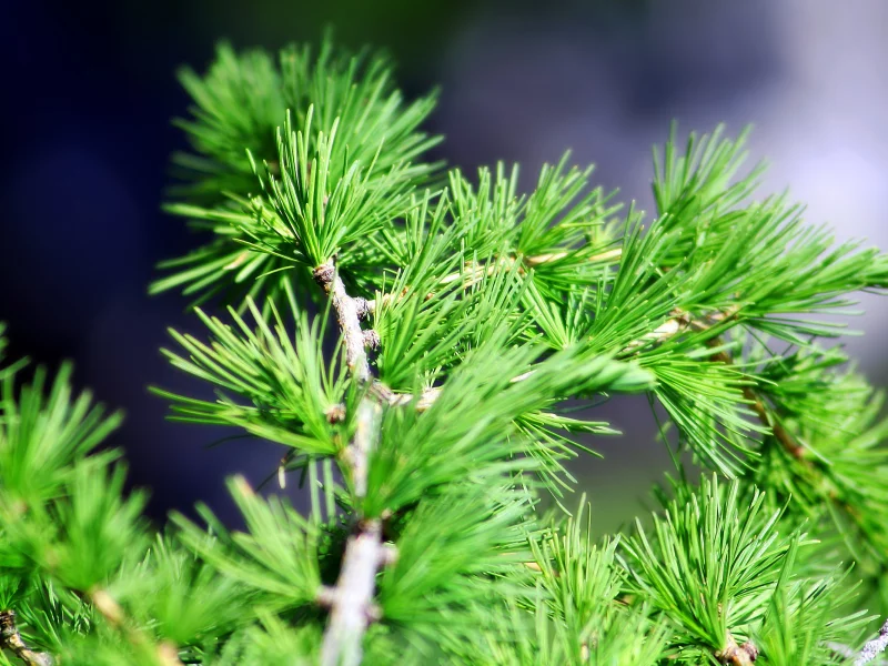 кедр, сосна, ель, хвоя, close pine