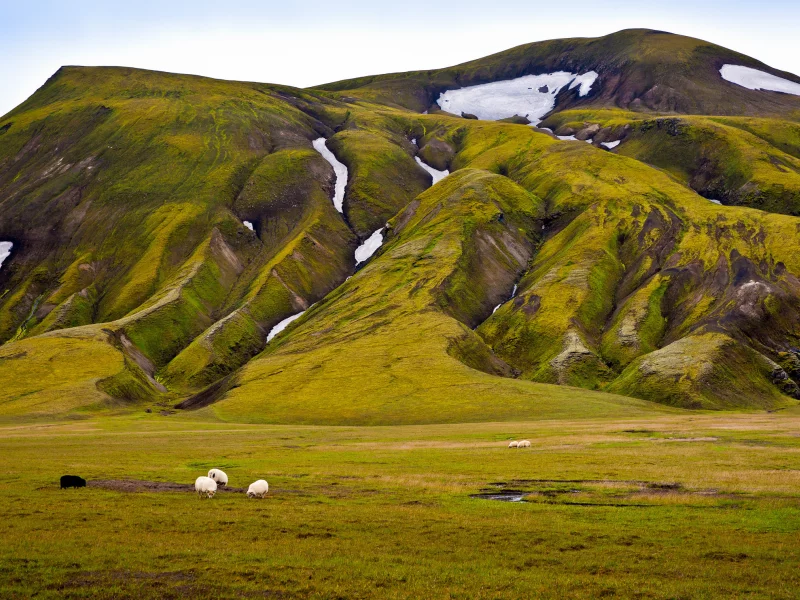овцы, зелень, гора, снег