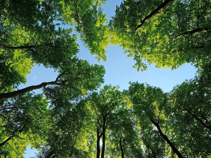 леса, природа, фотографии, деревья, листья, небо