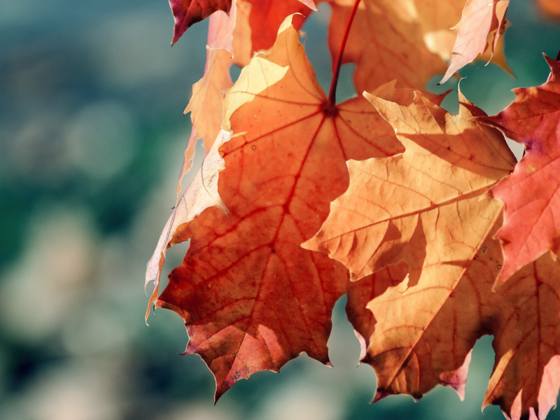 осень, клен, обои, фото, природа, макро, лучи, день, солнце, растения, листья