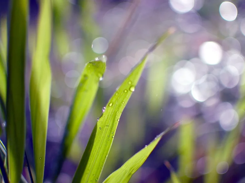 green, роса, природа, зелень, макро, обои, капли, трава, боке, размытость, фон