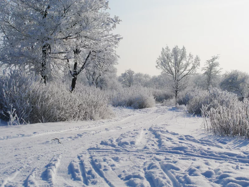 деревья в снегу, снег, утро, зима