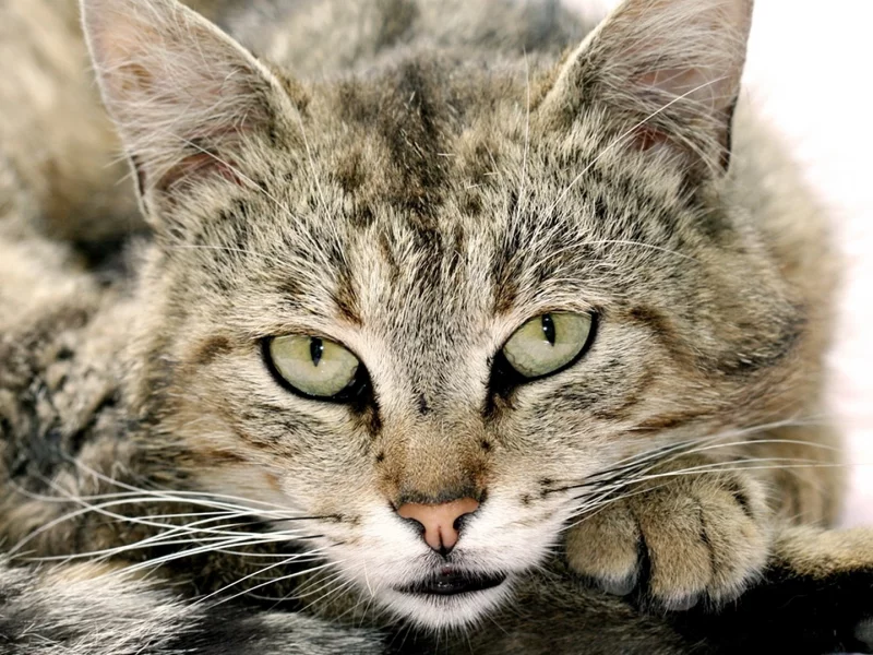 глаза, морда, взгляд, кот, усы