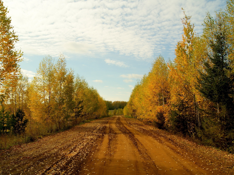 дорога, деревья, осень