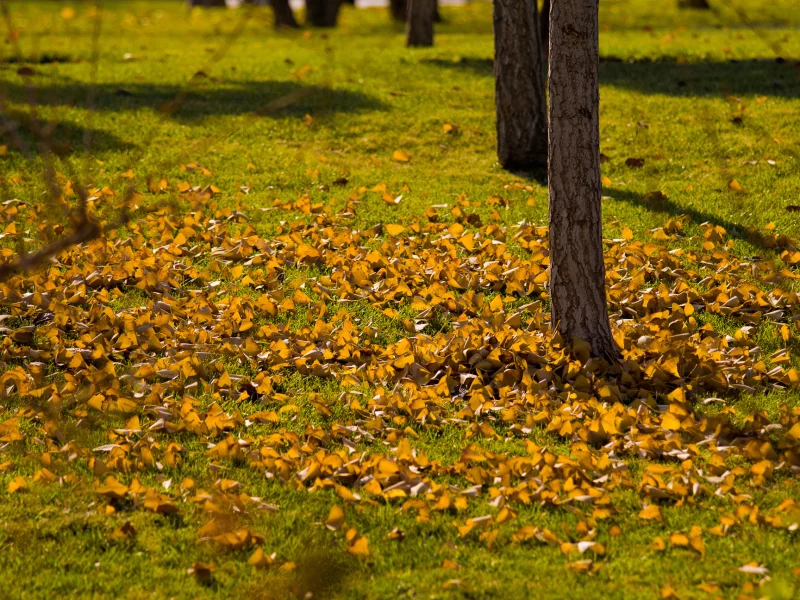 лужайка, тени, осень, жёлтые, деревца, ветви, трава, листья