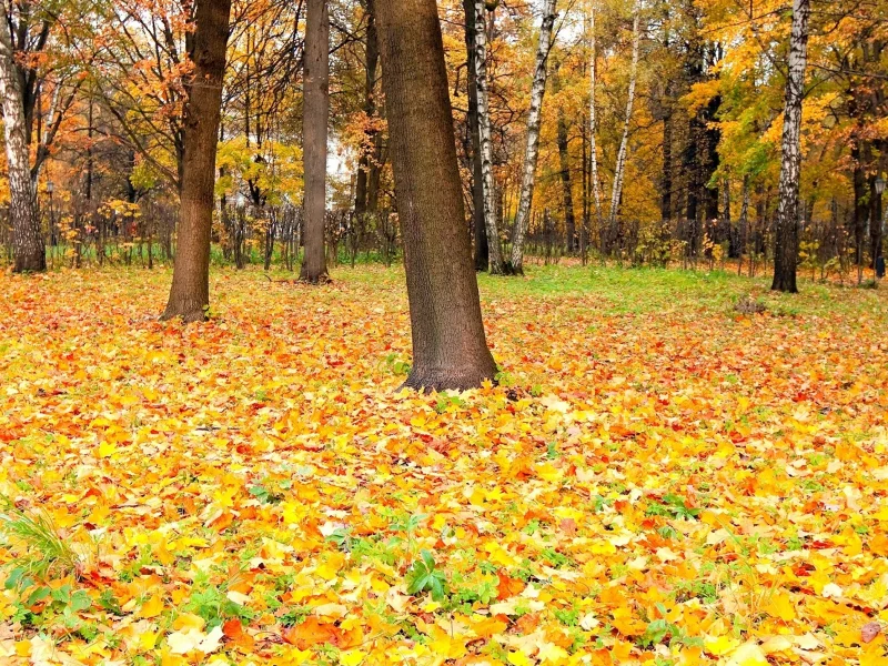 осень, листва, perfect autumn, опадаюшая, время, красок