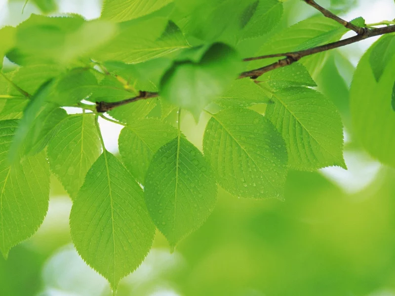 зеленые, green, ветка, зелень, капли, листья, природа, макро
