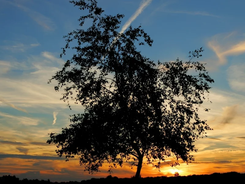 nature, landscape, tree, пейзаж, sunset, 1920x1080, природа, clouds, закат, солнце, облака, дерево, sun, небо, sky