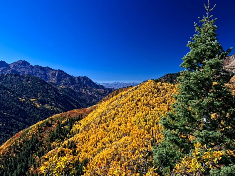 осень, лес, небо, горы