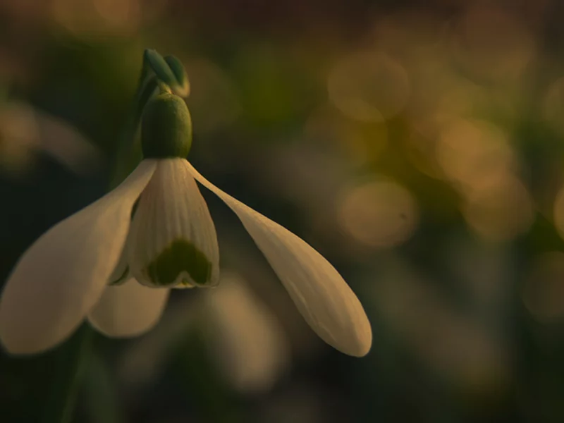 nature, snowdrop, подснежник, цветок, природа, 2560x1440, боке, bokeh, макро, macro, flower