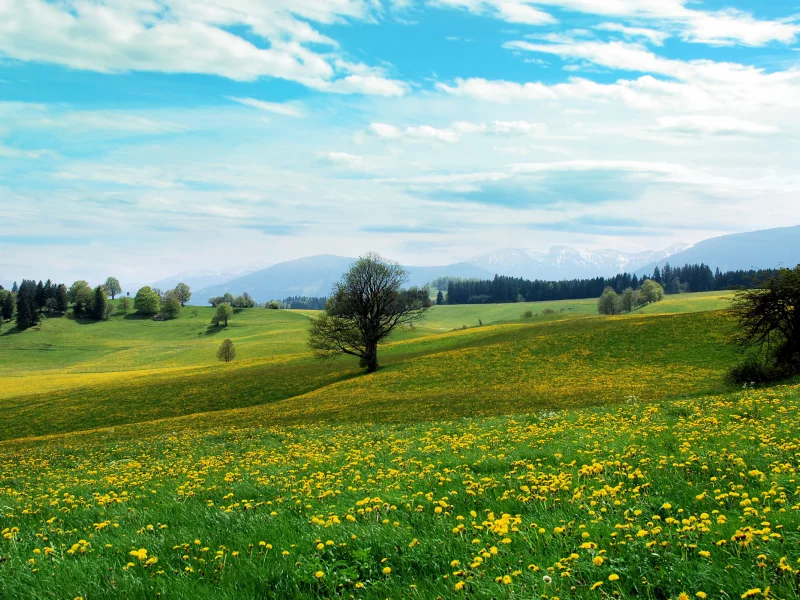 поляна, nature, горизонт, пейзажи, простор, трава, природа, деревья, облака, цветы, холмы, landscape