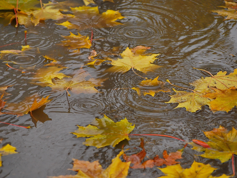 вода, природа, осень, листья