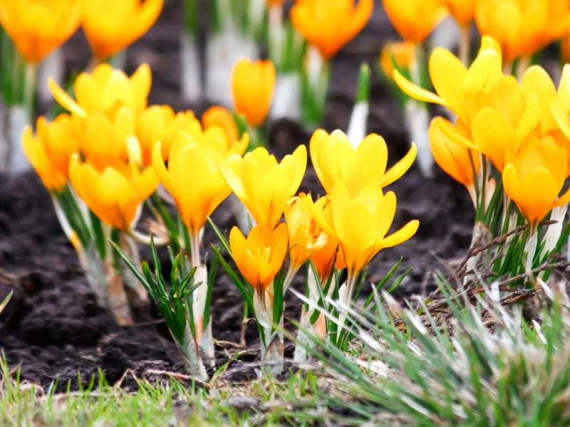 yellow flowers, весна, макро, крокусы, жёлтые, цветы